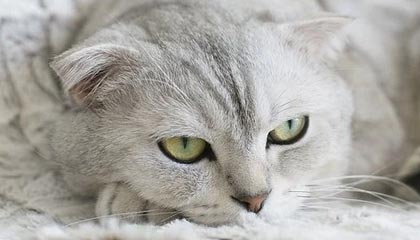 九游体育网站_ 全国跆拳道冠军挑战赛，技艺与勇气的试炼，跆拳道全国大赛