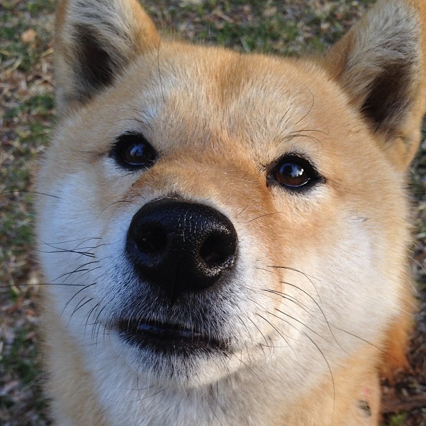 _凯尔特人强势延续，领跑联盟_，凯尔特人pritchard