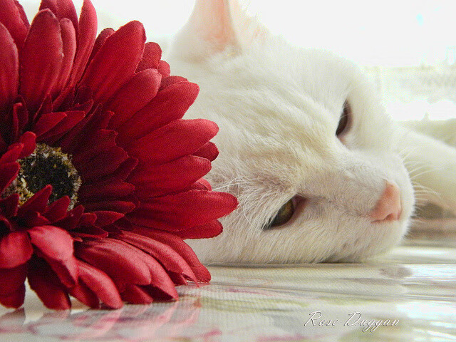 【胡利奥·罗德里格斯新纪录】西雅图新星单场三全垒打,西雅图理查德罗素