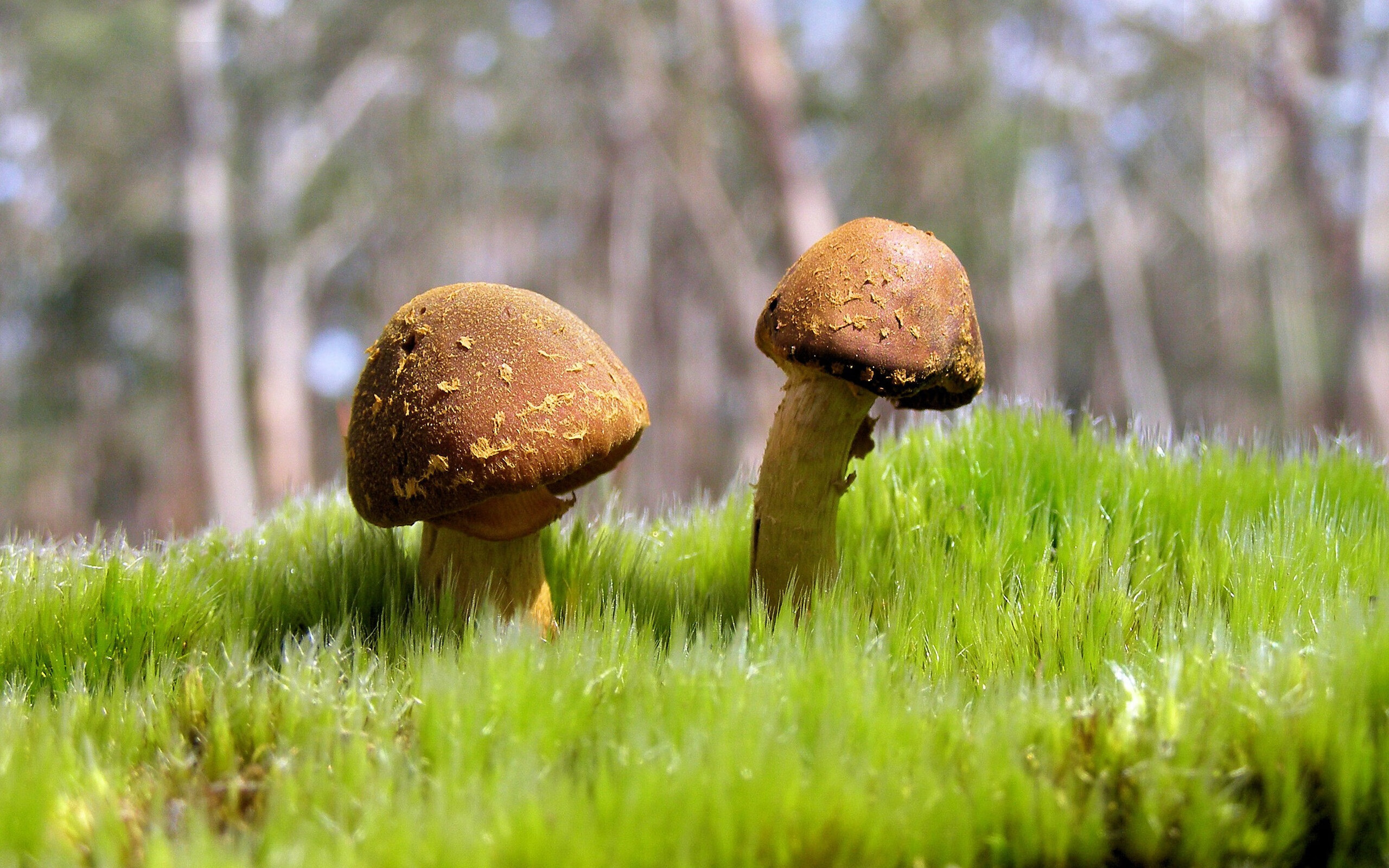 【电子裁判助力】高科技如何突破传统主观判罚?,电子裁判的优缺点