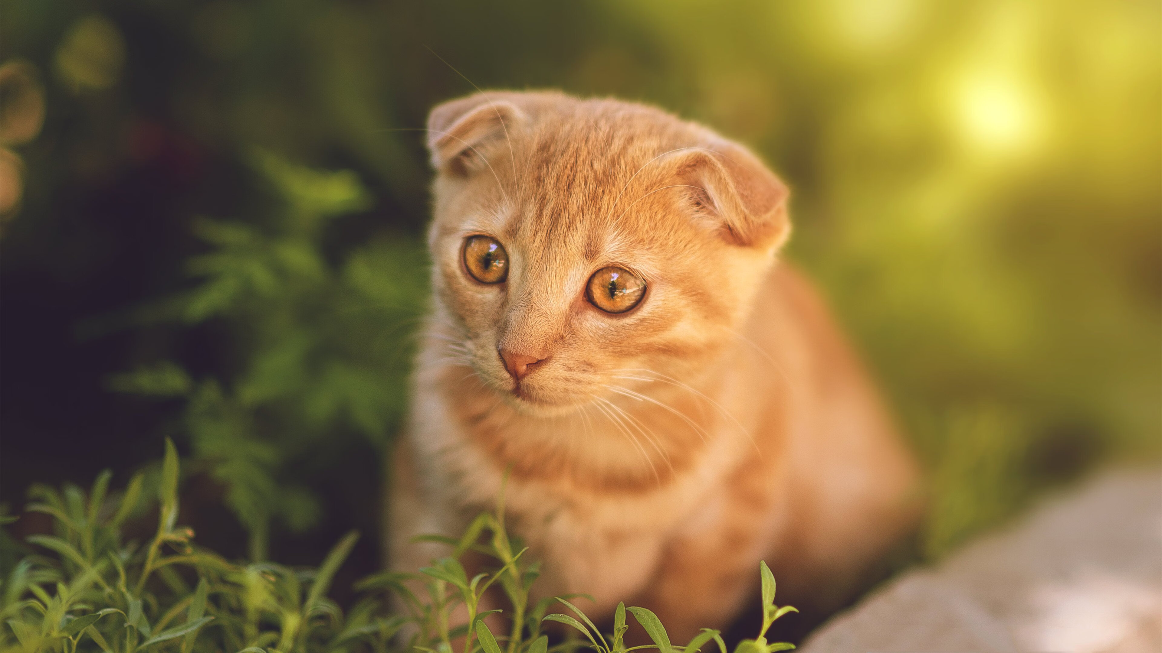 微电影:运动员背后的真实故事,运动员的vlog