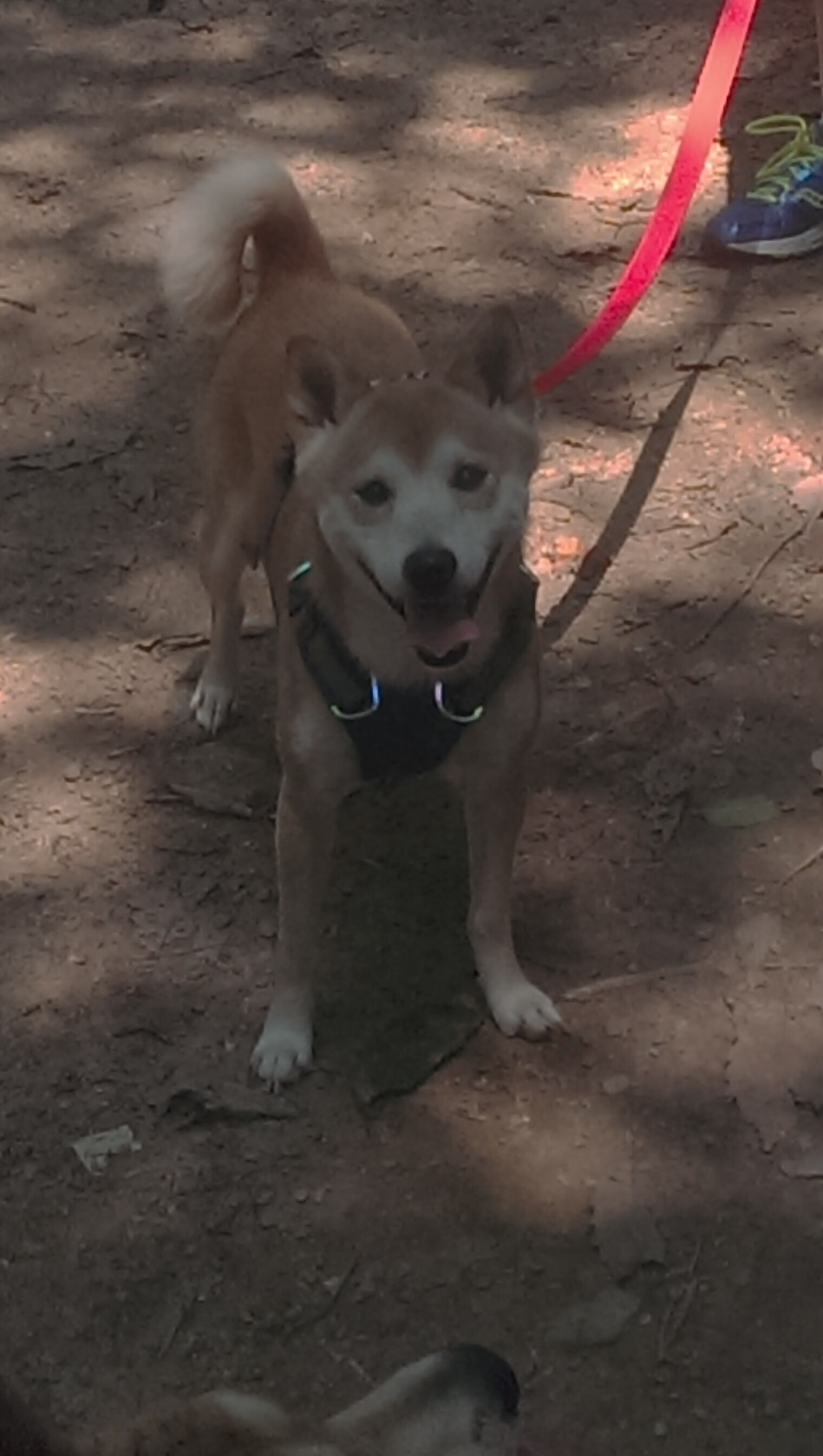 篮球职业联赛品牌影响力不断扩大，职业篮球联赛的英文简称是