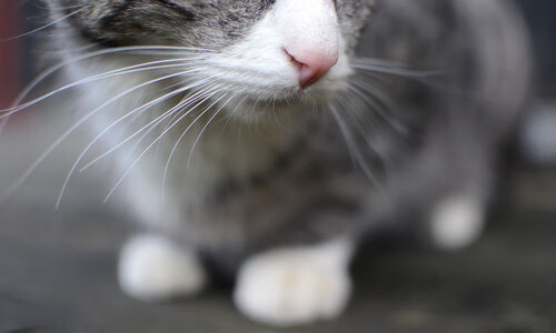 运动员公益:用行动践行“篮球精神”的具体表现,篮球运动员的精神是什么