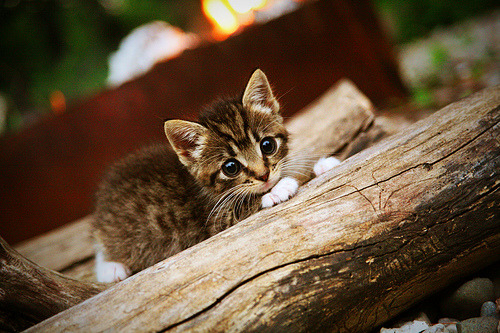 Yeon关键发挥助TL晋级