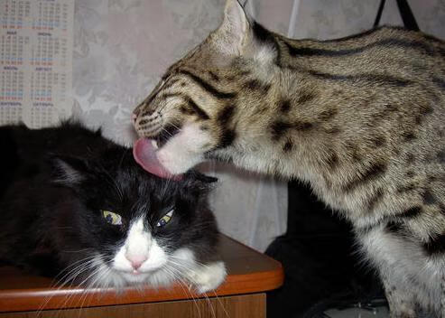 千叶喷射机主场连胜不断，日本千叶喷气机篮球队