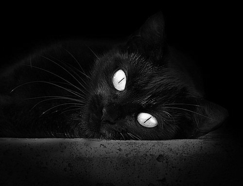 开拓者队球队赛季目标明确,开拓者队首发阵容