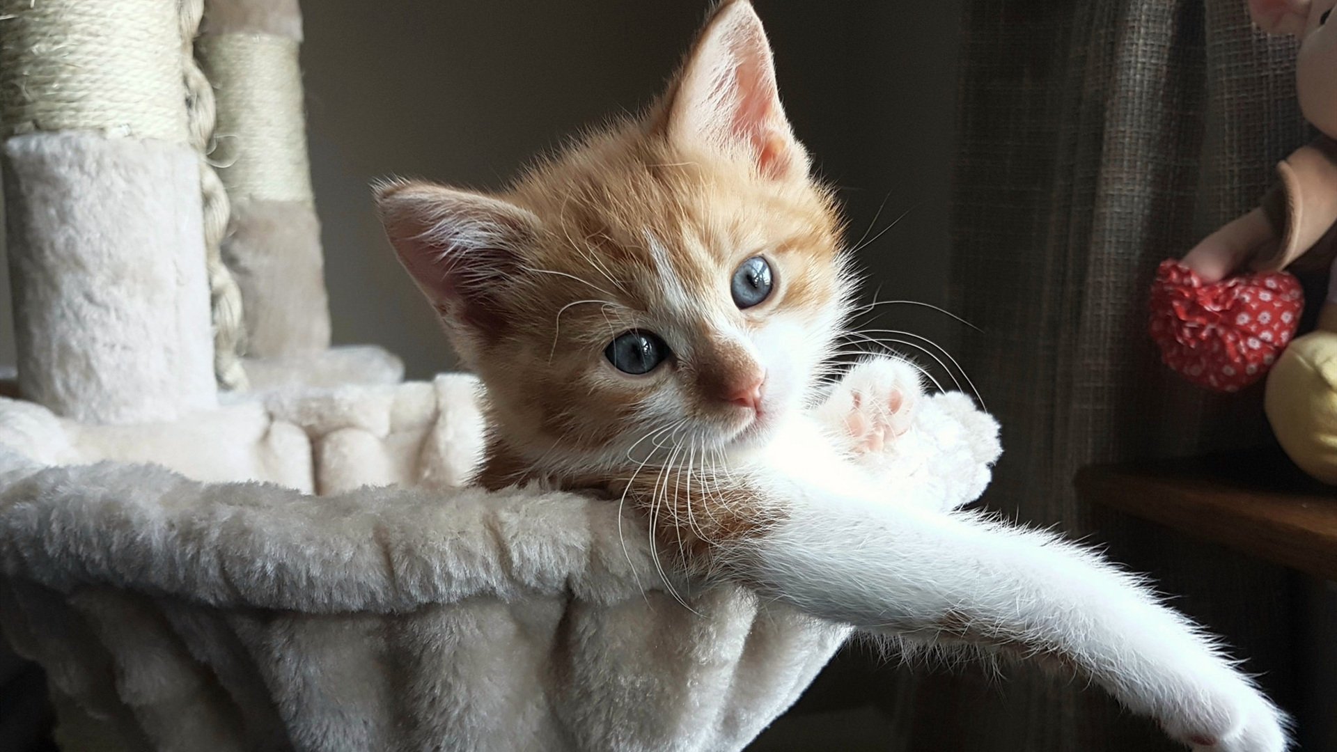 库尔图瓦因与前教练特德斯科的矛盾,曾拒绝为国家队出战。,库尔特品图斯