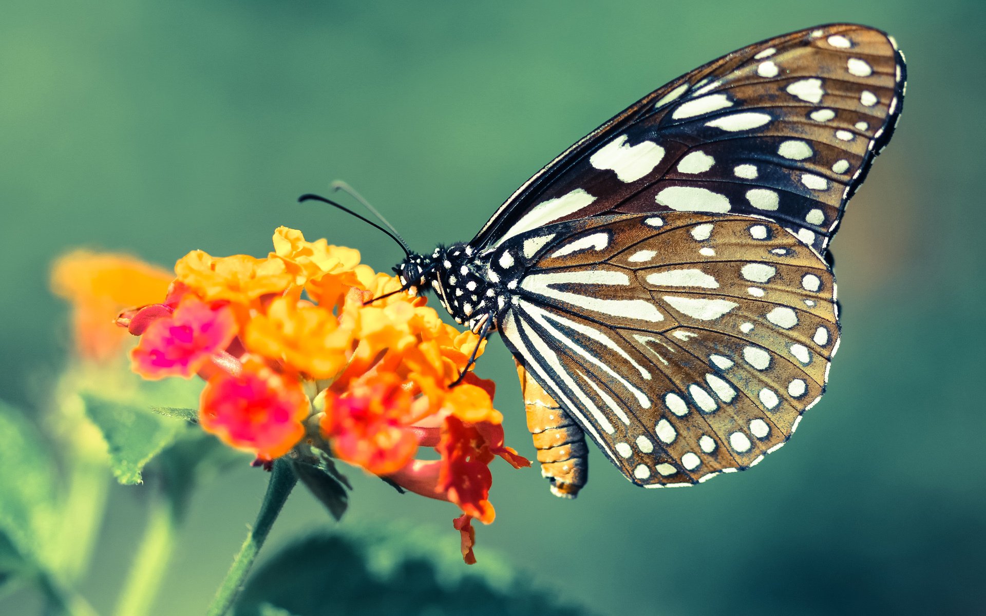 新西兰女足门将扑出关键球，力挽狂澜！，新西兰女足比分