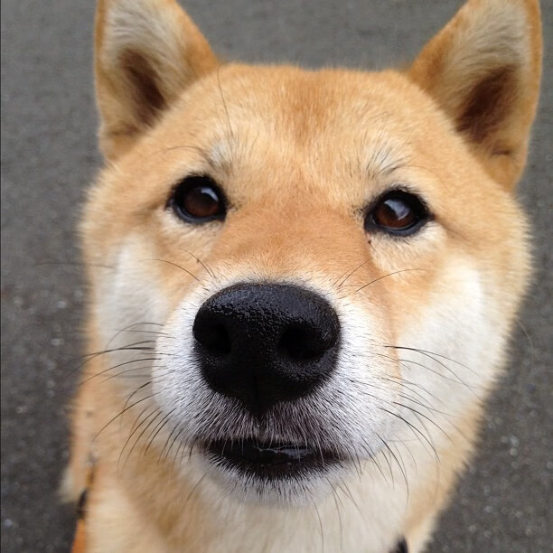 沃尔夫斯堡主场2-1战胜柏林联合，状态回暖，沃尔夫斯堡对柏林赫塔比分预测