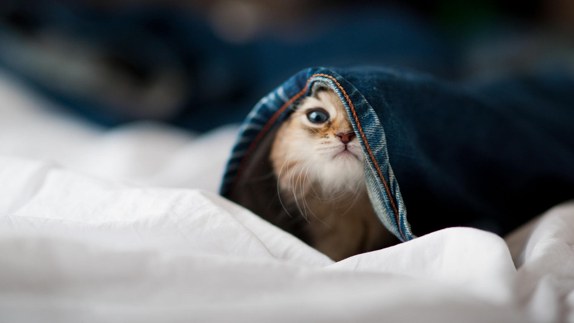 德甲球队高压逼抢环境下认知分配效率对传球精度影响研究，足球高压战术