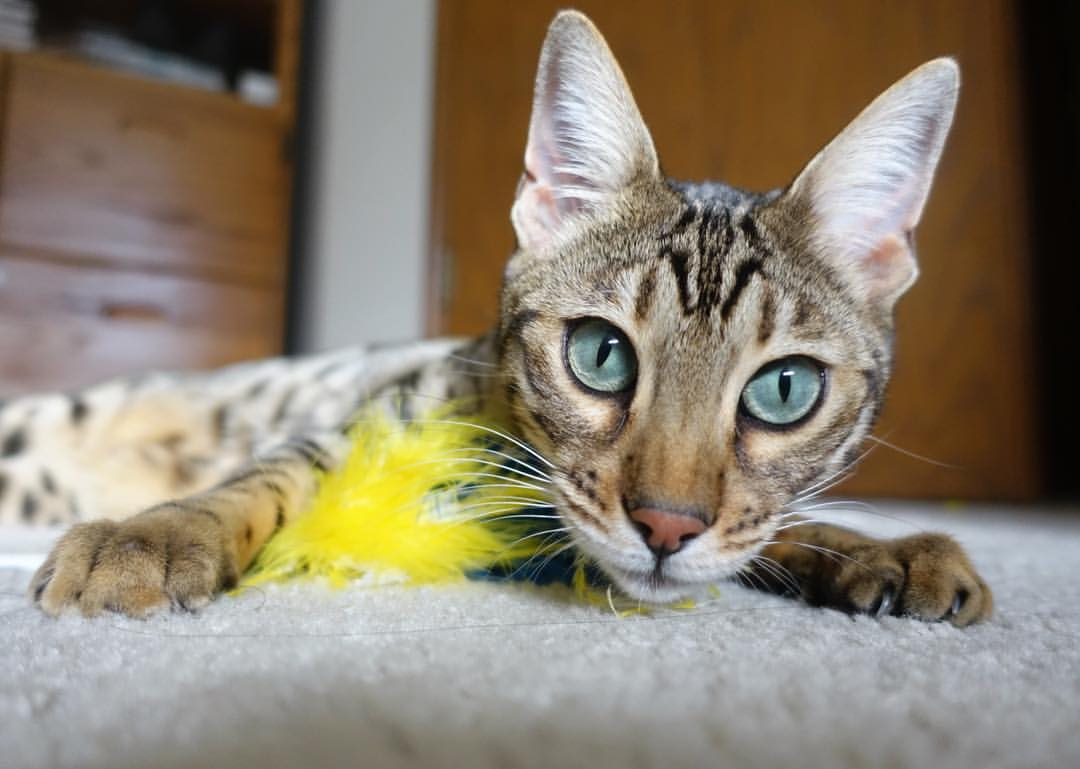 基层足球设施使用权纠纷问题突出，全国社会足球场地设施建设专项行动项目和资金管理办法