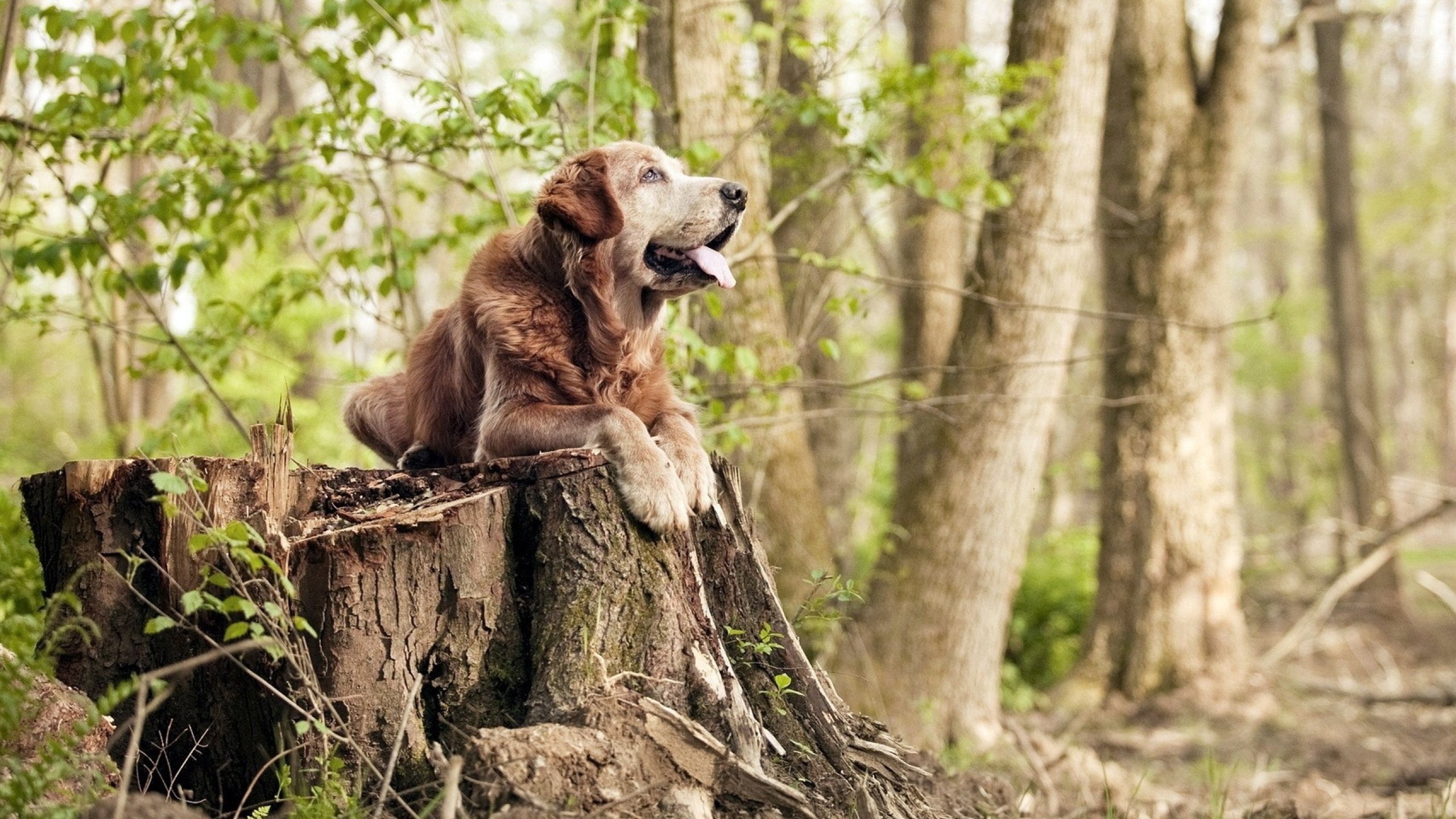 快节奏打法中失误后的反应速度是否至关重要,快节奏和慢节奏的利弊