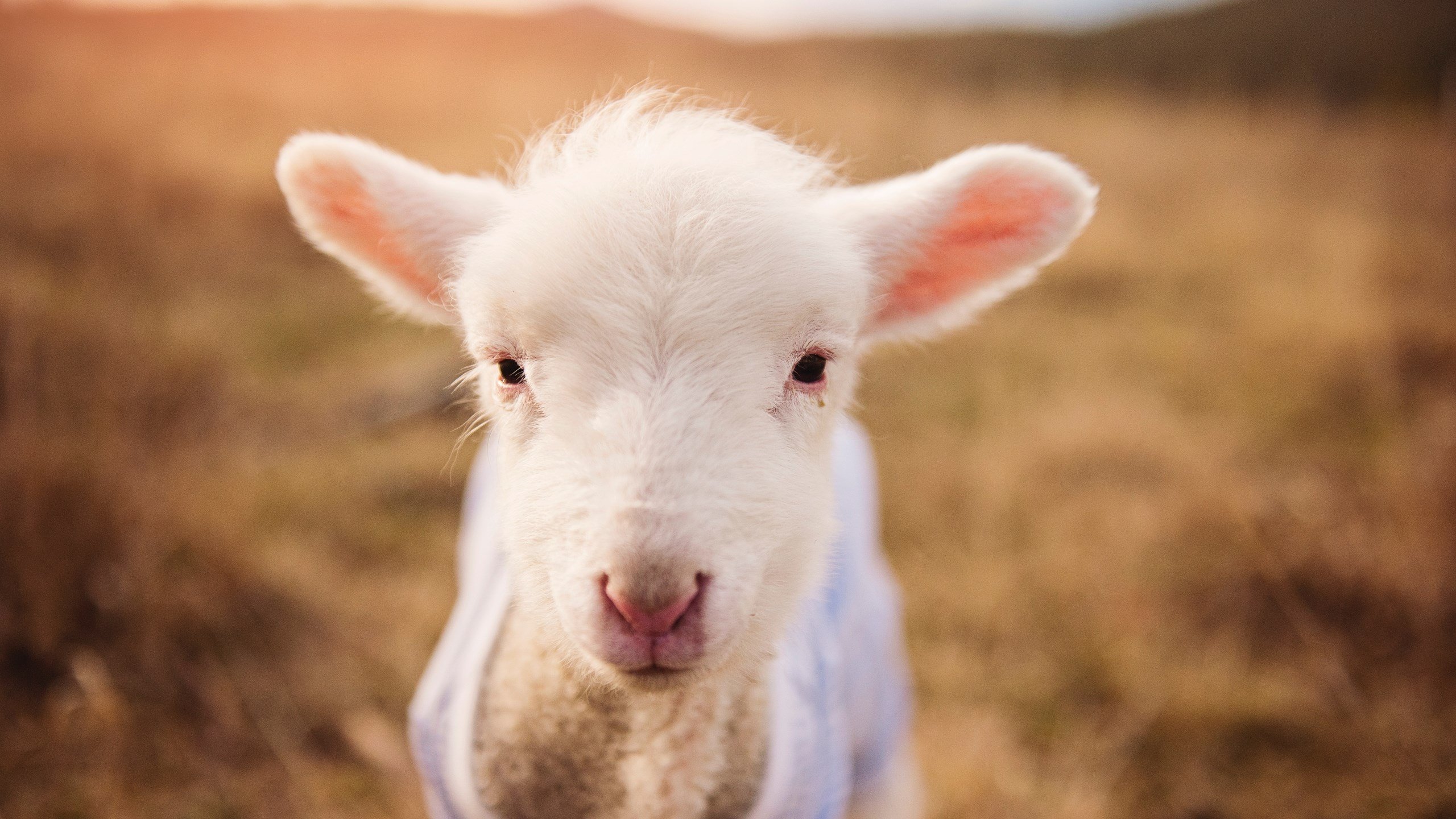 防守节奏变化是否是应对球星爆发的有效方式，防守问题