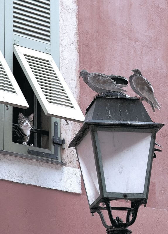 全球青少年足球推广项目持续深化,未来足球星光无限,青少年足球论坛
