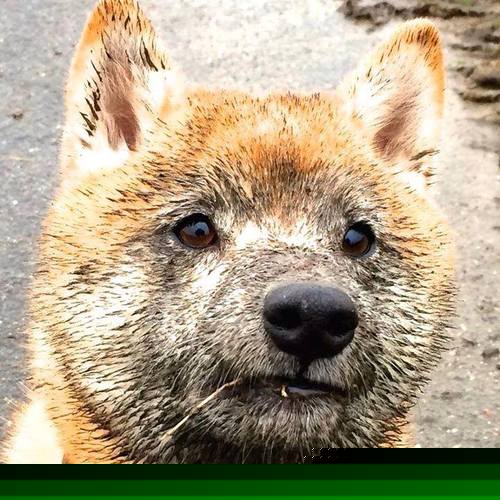 足球联赛裁判新规实施细则,2020年足球裁判规则